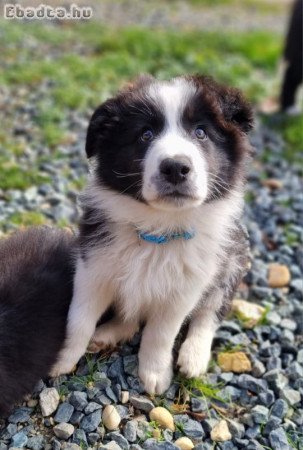 Border collie kiskutyák