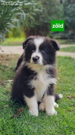 Border collie kiskutyák