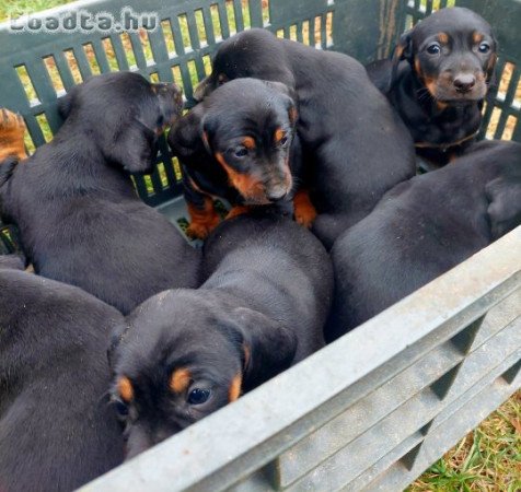 Tacskó kiskutyák eladók