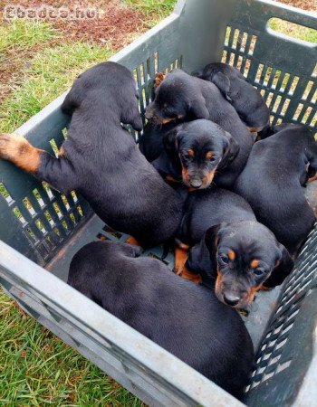 Tacskó kiskutyák eladók