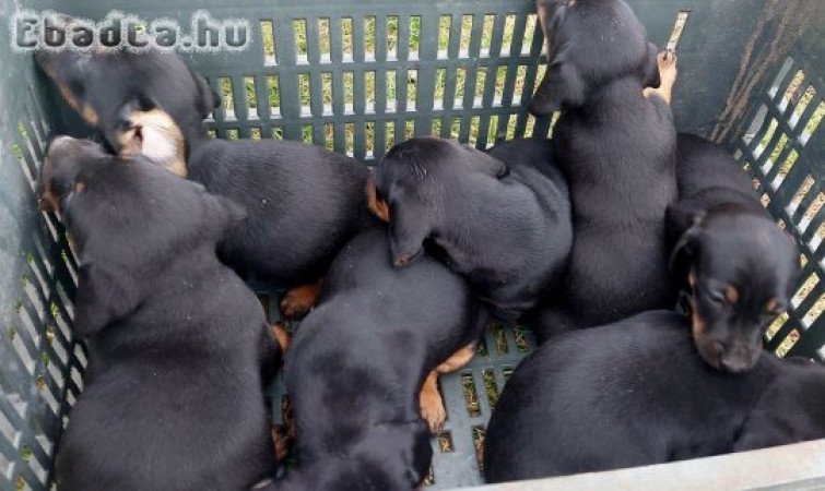 Tacskó kiskutyák eladók