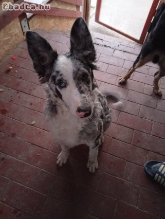 Eladó mudi kan kölykök