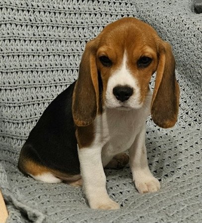 Beagle