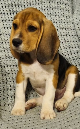 Beagle