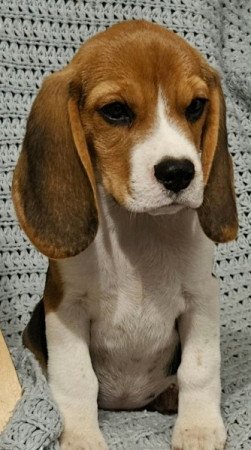 Beagle