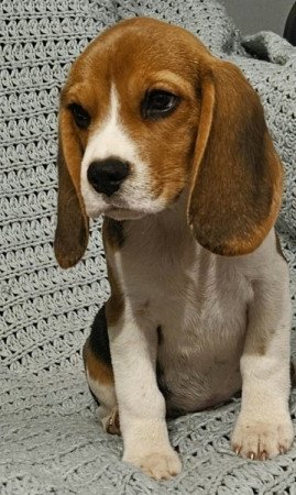 Beagle