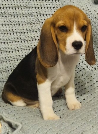 Beagle