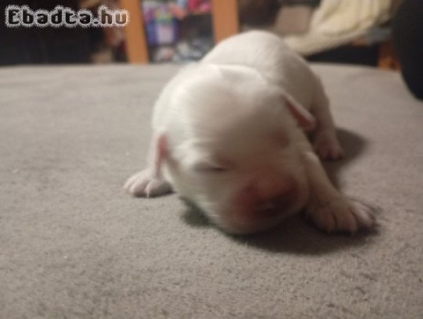 Goldi babák foglalhatóak