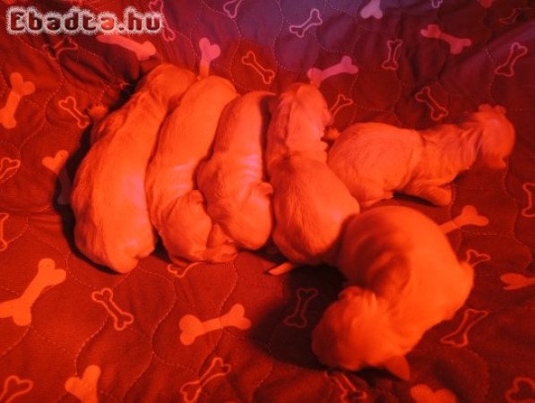 Goldi babák foglalhatóak