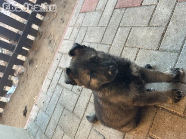 Ordas nèmetjuhász kiskutya