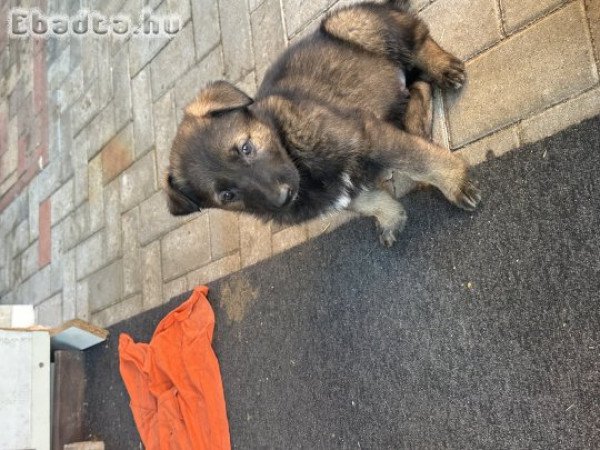 Ordas nèmetjuhász kiskutya