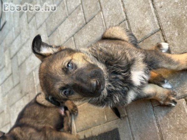 Ordas nèmetjuhász kiskutya