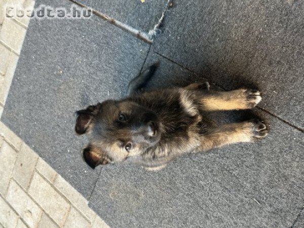 Ordas nèmetjuhász kiskutya