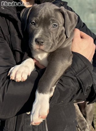 ABKC American Bully XL kék-fehér kisfiú!