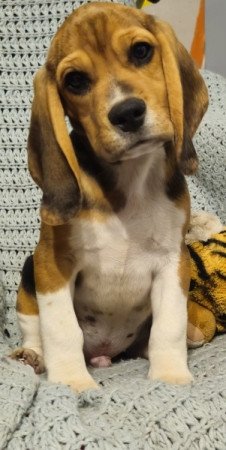 Beagle