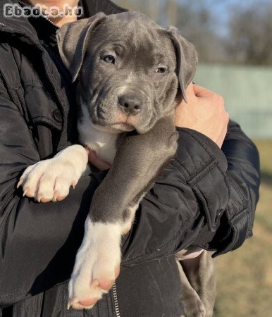 ABKC American Bully XL kék-fehér kisfiú!