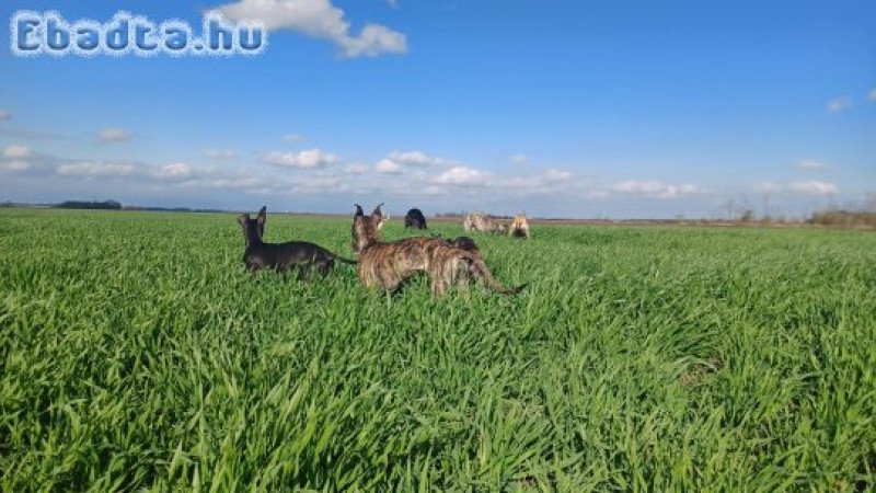 17 hetes whippet babák várják sportos gazdikat