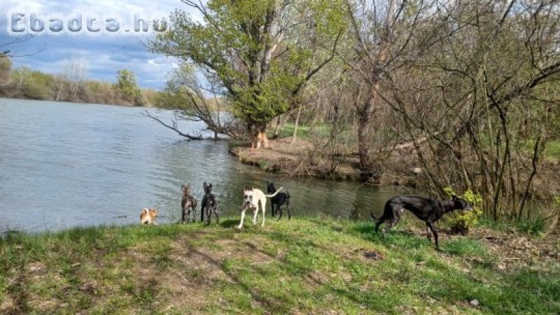 17 hetes whippet babák várják sportos gazdikat