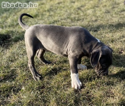 ABKC American Bully XL kék-fehér kisfiú!