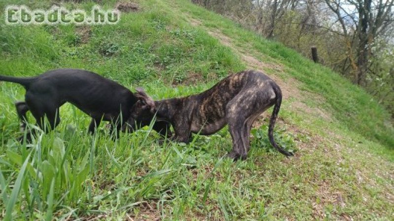 17 hetes whippet babák várják sportos gazdikat