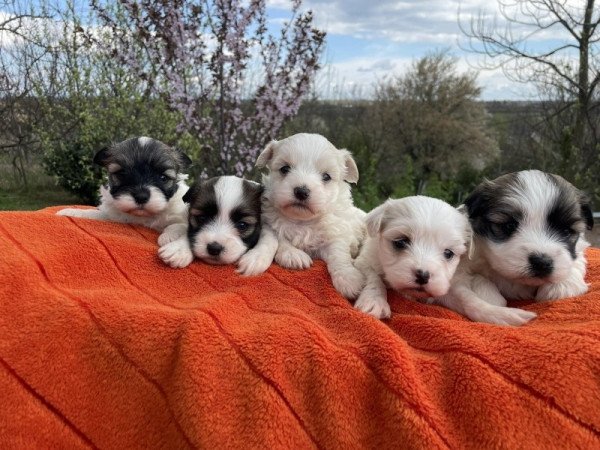 Bichon havanese