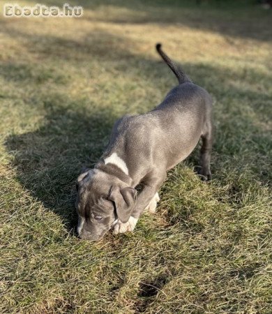 ABKC American Bully XL kék-fehér kisfiú!