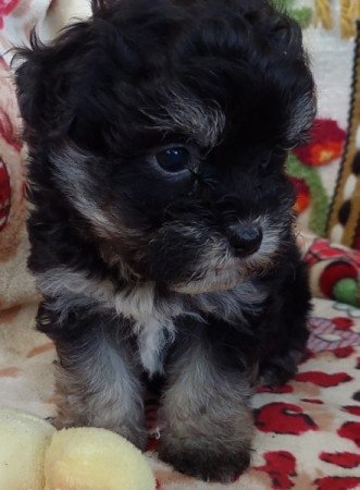 Bichon havanese