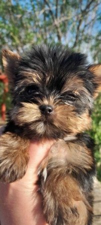 Yorkshire terrier