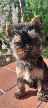 Yorkshire terrier