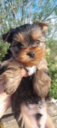 Yorkshire terrier