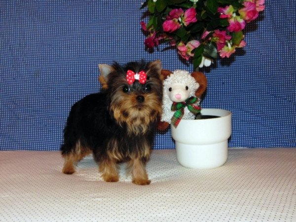 Yorkshire Terrier, Yorki