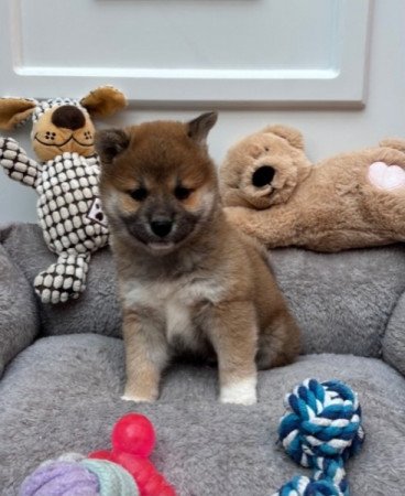 Shiba inu