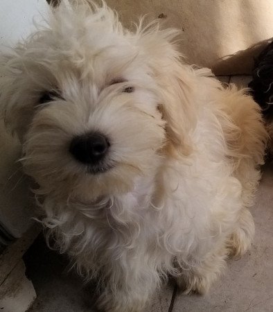 Bichon havanese