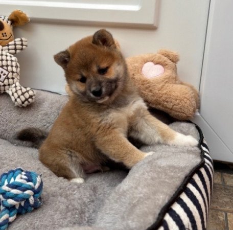 Shiba inu