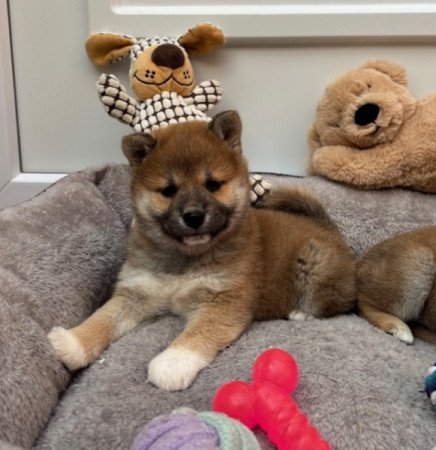 Shiba inu