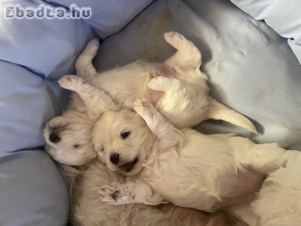 bichon bolognese kiskutyák eladóak decemberben.