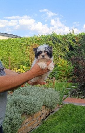 Biewer Yorkshire Terrier