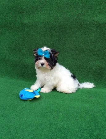 Biewer Yorkshire Terrier