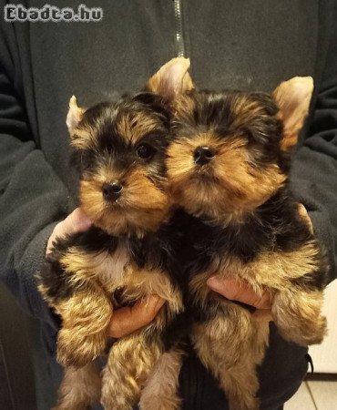 Yorkshire terrier jellegű fiuk