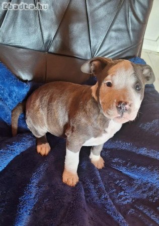 Staffordshire terrier