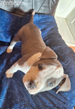 Staffordshire terrier