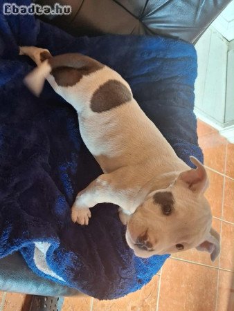 Staffordshire terrier