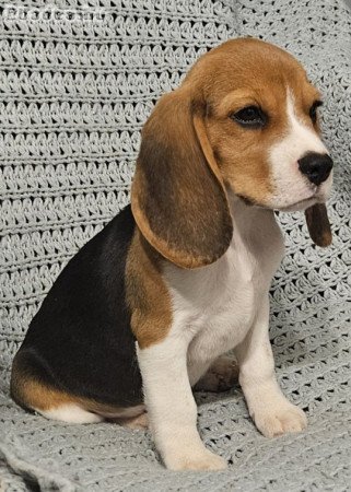 Törzskönyves beagle kiskutyák