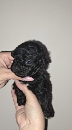 Máltai+uszkár=Maltipoo havanese bichon