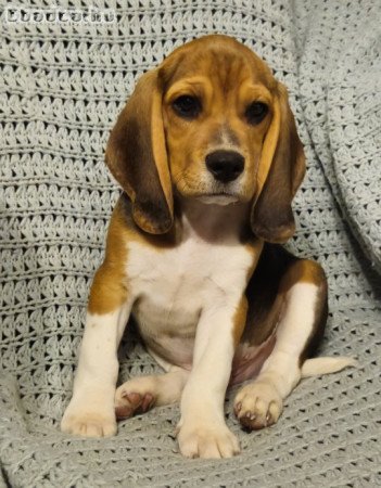 Törzskönyves beagle kiskutyák