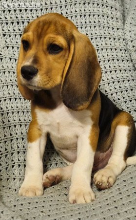Törzskönyves beagle kiskutyák