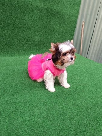 Biewer Yorkshire Terrier