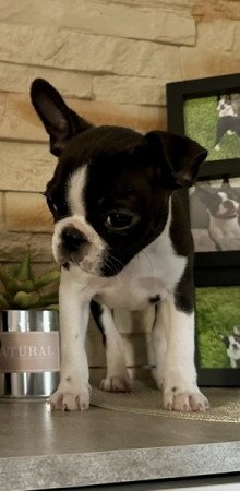 Boston terrier