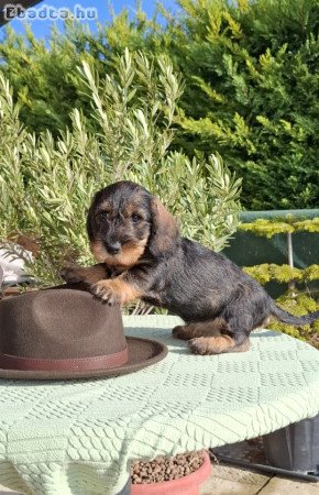 Szálkásszőrű standard tacskó kölykök eladók