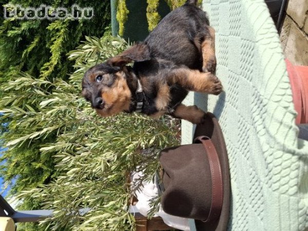 Szálkásszőrű standard tacskó kölykök eladók